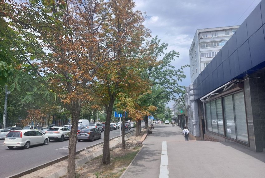 Бишкекте Байтик Баатыра жана Московская көчөлөрүнүн кесилишинде конский каштан дарактары кургактанууда