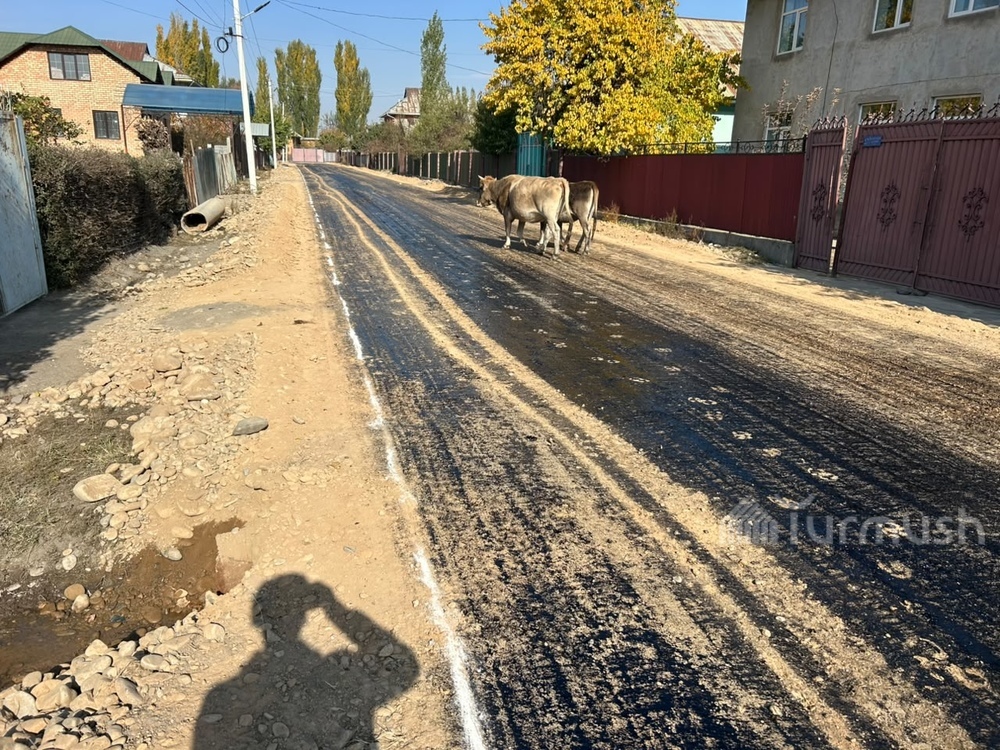 Сүрөт: Turmush