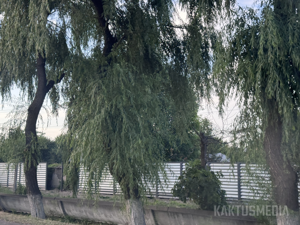 Сүрөт: Kaktus.media
