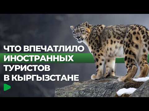 Фото: Номад ТВ (YouTube)